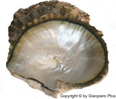 Valva dell'ostrica con perle multiple